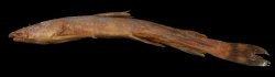 Amphilius longirostris - Click for species data page