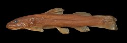 Amphilius natalensis - Click for species data page