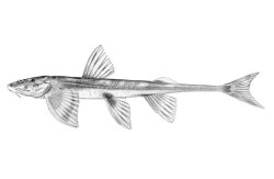 Doumea angolensis - Click for species page