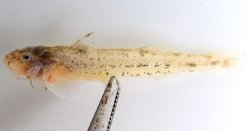 Zaireichthys cf. pallidus - Click for species page