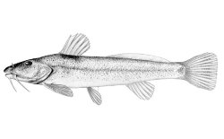 Zaireichthys flavomaculatus - Click for species page