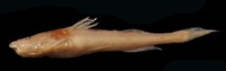 Zaireichthys mandevillei - Click for species data page