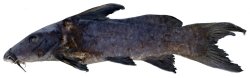 Gogo atratus - Click for species page