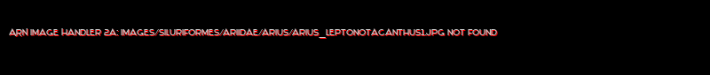 Arius leptonotacanthus