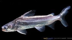 Batrachocephalus mino - Click for species data page