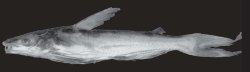 Cathorops kailolae - Click for species data page