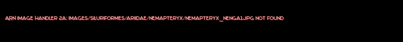 Nemapteryx nenga - Click for species data page