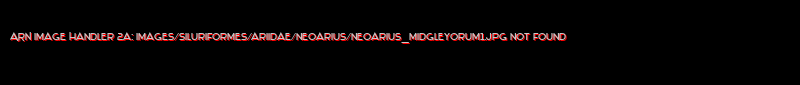 Neoarius midgleyorum - Click for species data page