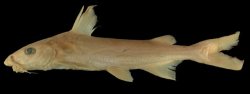 Potamarius nelsoni - Click for species data page