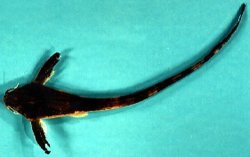 Aspredinichthys filamentosus - Click for species page