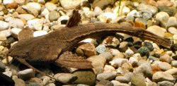 Pseudobunocephalus amazonicus - Click for species page