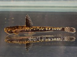 Pseudobunocephalus quadriradiatus