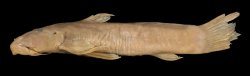 Astroblepus taczanowskii - Click for species data page