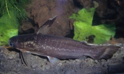 Auchenipterichthys coracoideus