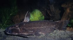 Auchenipterichthys punctatus - Click for species page