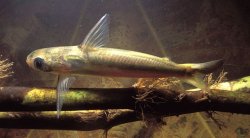 Centromochlus existimatus - Click for species page