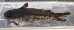 Tatia gyrinus