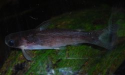 Tatia strigata - Click for species page