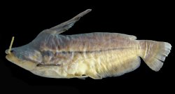 Tetranematichthys barthemi - Click for species data page