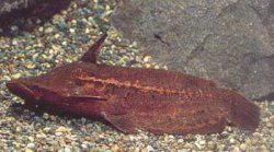 Tetranematichthys quadrifilis