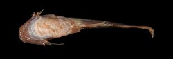 Trachelyichthys decaradiatus