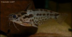 Trachelyichthys sp. `RIO TAPAJOS`