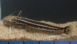 Trachelyopterichthys taeniatus