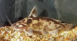 Trachelyopterus albicrux - Click for species data page