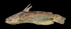Trachelyopterus sp. (4) - Click for species page