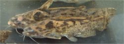 Trachelyopterus sp. `RIO XINGU` - Click for species page