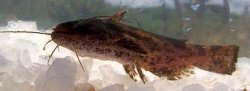 Trachelyopterus striatulus - Click for species page