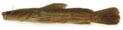 Parauchenoglanis longiceps - Click for species data page