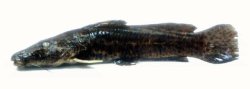 Parauchenoglanis ngamensis - Click for species data page