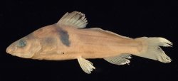 Batasio elongatus - Click for species data page
