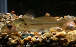 Batasio feruminatus - Click for species page