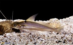 Mystus falcarius - Click for species page