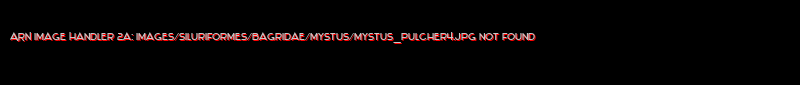 Mystus pulcher