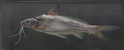 Mystus seengtee - Click for species page