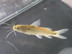 Mystus vittatus - Click for species page