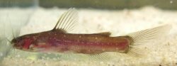 Nanobagrus stellatus - Click for species page