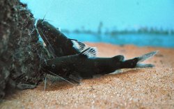 Pseudomystus breviceps