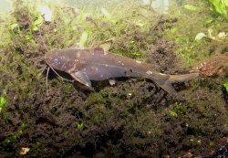 Pseudomystus breviceps