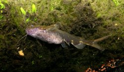 Pseudomystus breviceps