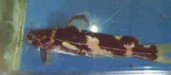 Pseudomystus flavipinnis