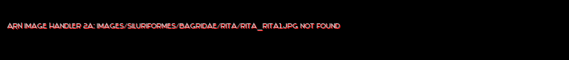 Rita rita - Click for species data page
