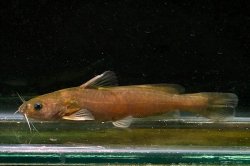 Tachysurus tenuis - Click for species data page