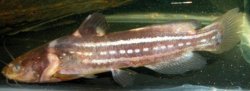 Tachysurus trilineatus