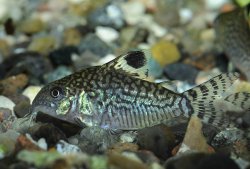 Brochis (sub-clade 2) reticulata