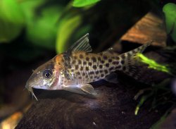 Brochis (sub-clade 3) agassizii