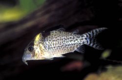 Brochis (sub-clade 3) agassizii